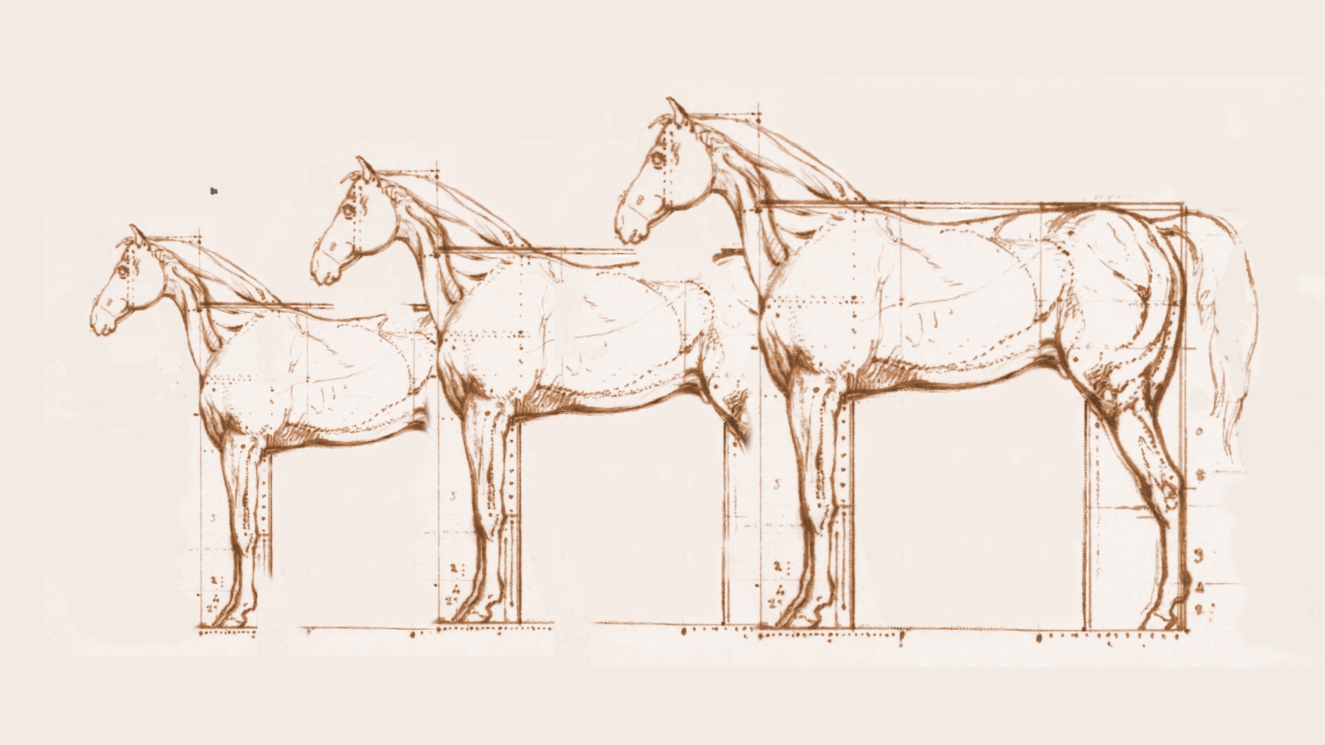 Pferdekörperausbildung