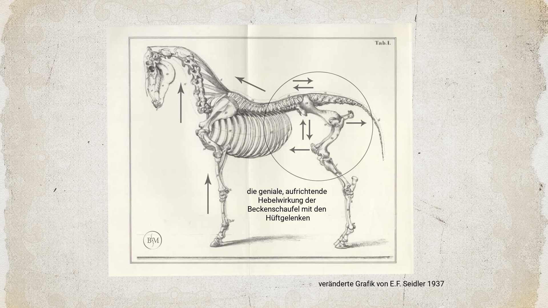 Pferdekörperausbildung