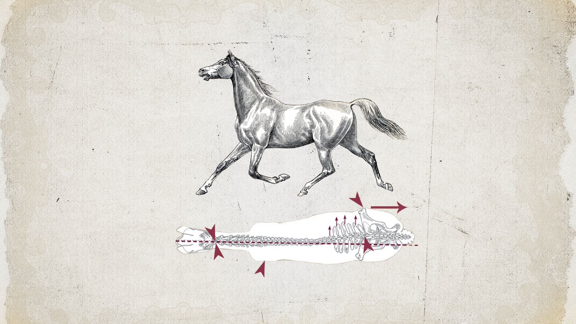 Pferdekörperausbildung