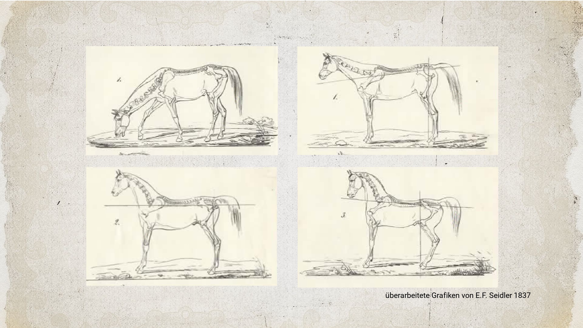 Pferdekörperausbildung