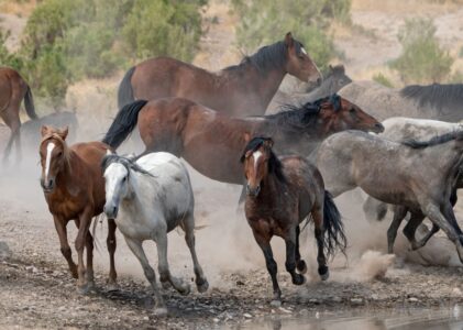 Die Hinterhand des natürlichen Pferdes