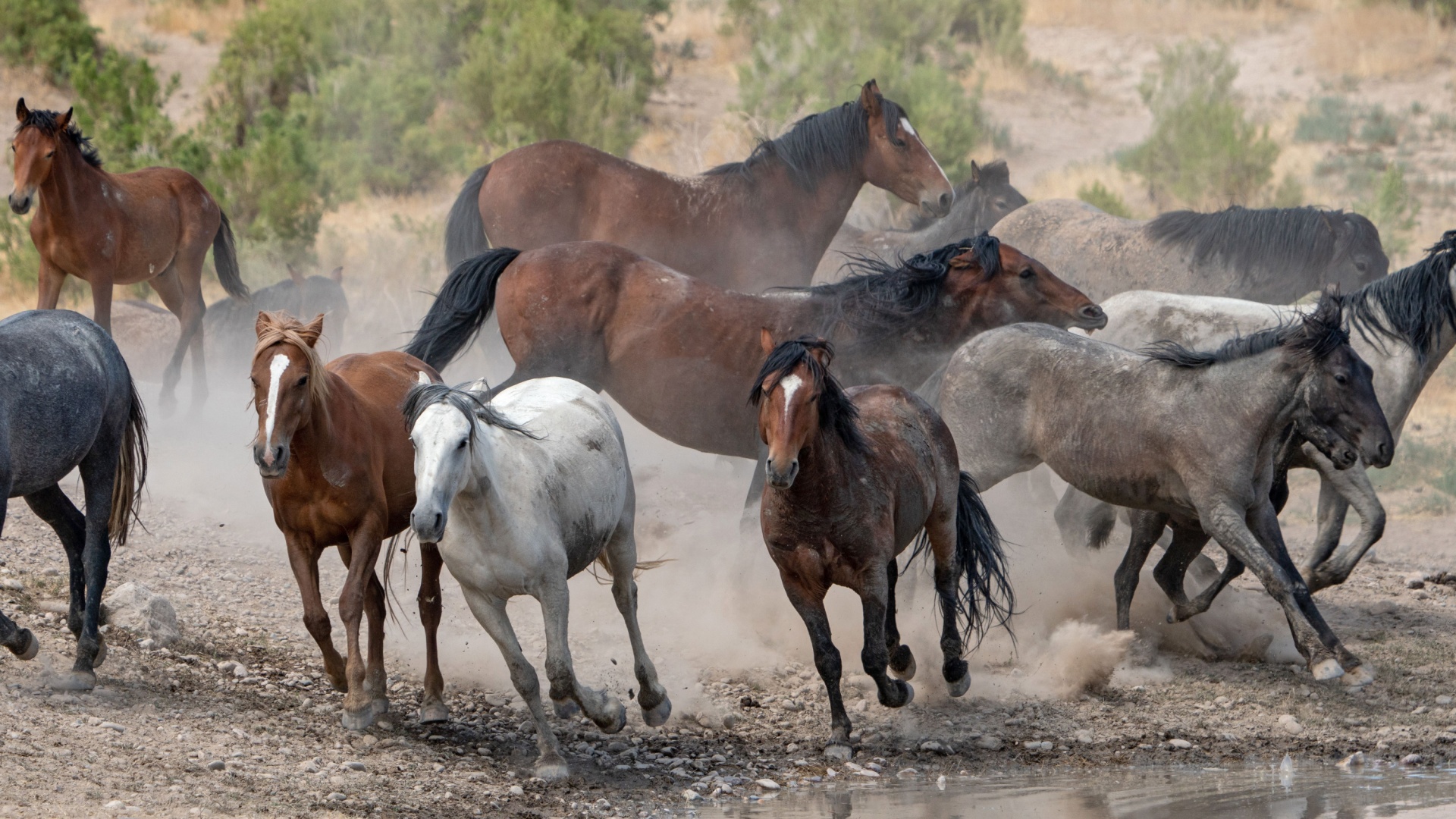 Pferdekörperausbildung