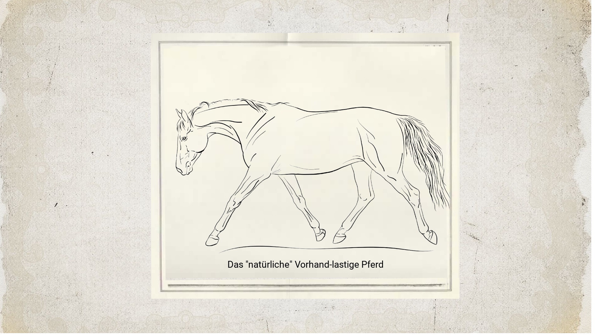 Pferdekörperausbildung