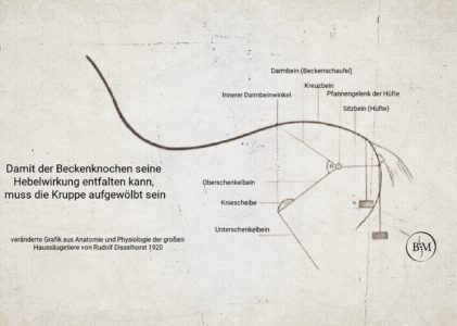 Die aufgewölbte Kruppe