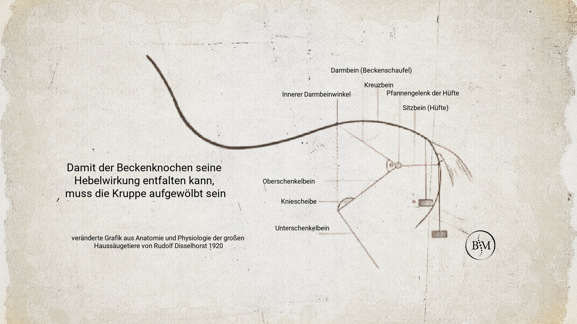 Pferdekörperausbildung