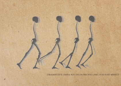 Die Gehwerkzeuge des Menschen