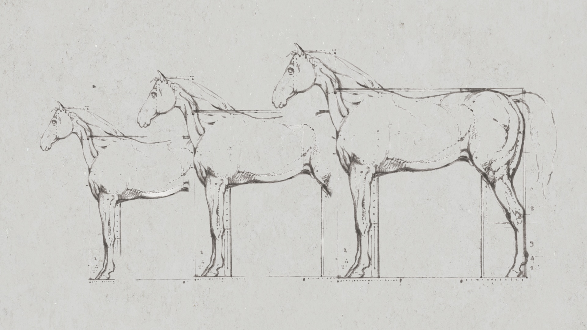 Pferdekörperausbildung