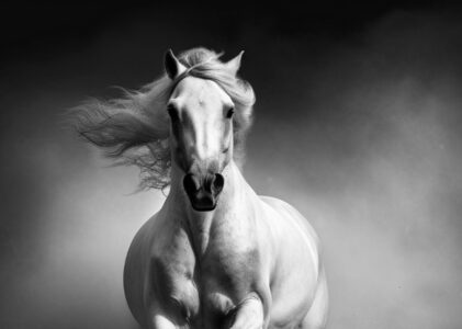 Die vierte Phase: der freie Körperaustausch mit dem Reiter