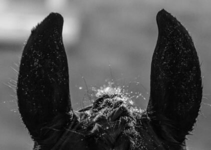 Pferdekörperausbildung