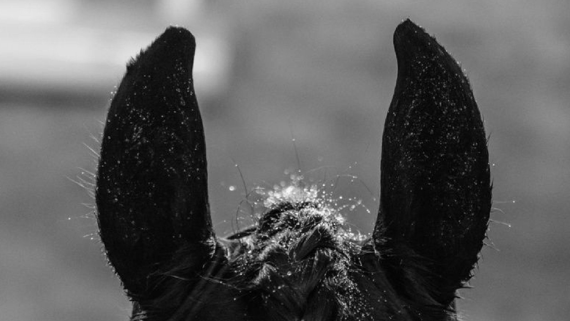 Pferdekörperausbildung