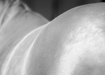 Die dritte Phase: durch die eigenen Bewegungserfahrungen entsteht die Reitreife