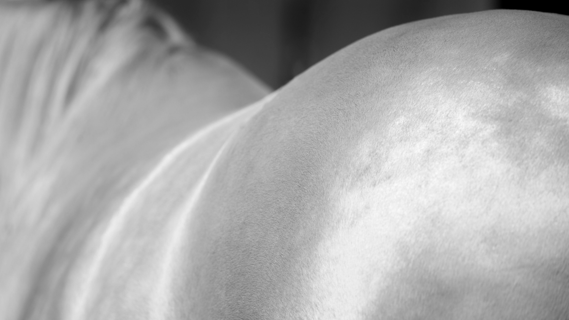 Pferdekörperausbildung