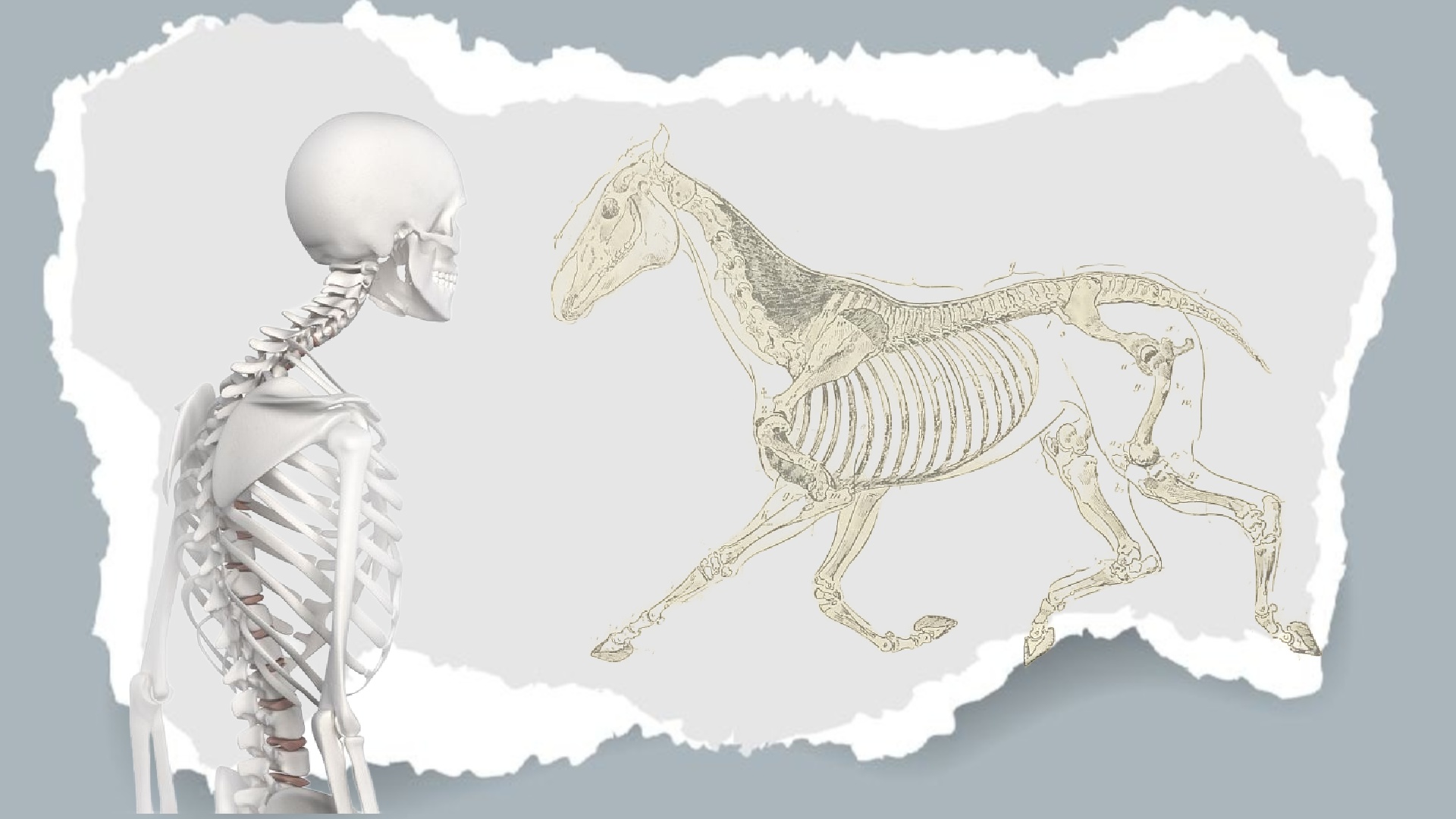 Pferdekörperausbildung