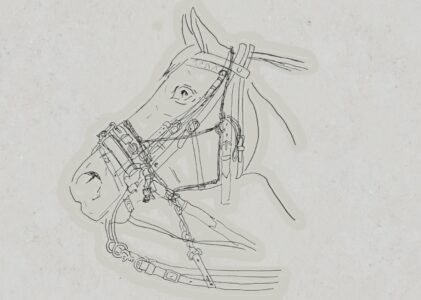 Die Botschaft des Pferdekörpers