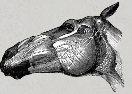 Der Kopf des Pferdes