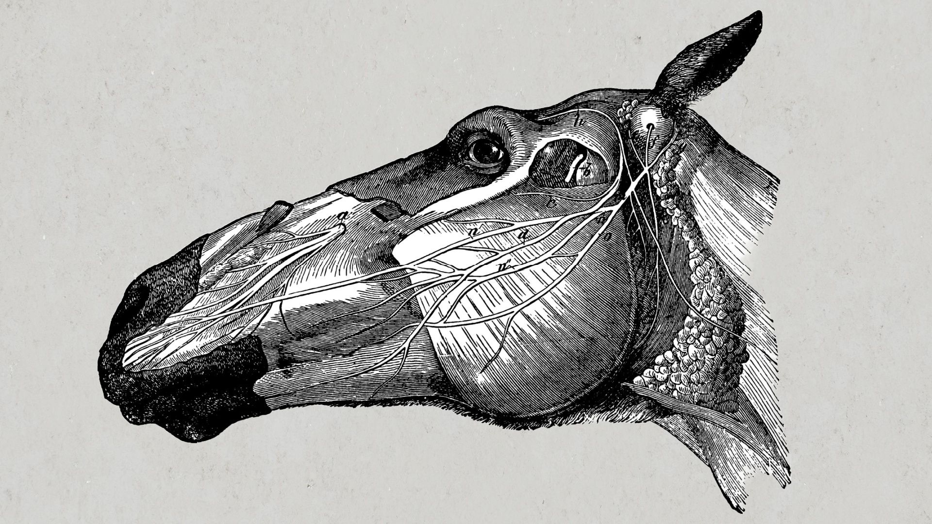 Pferdekörperausbildung