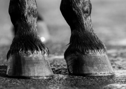 Die Hufe des Pferdes