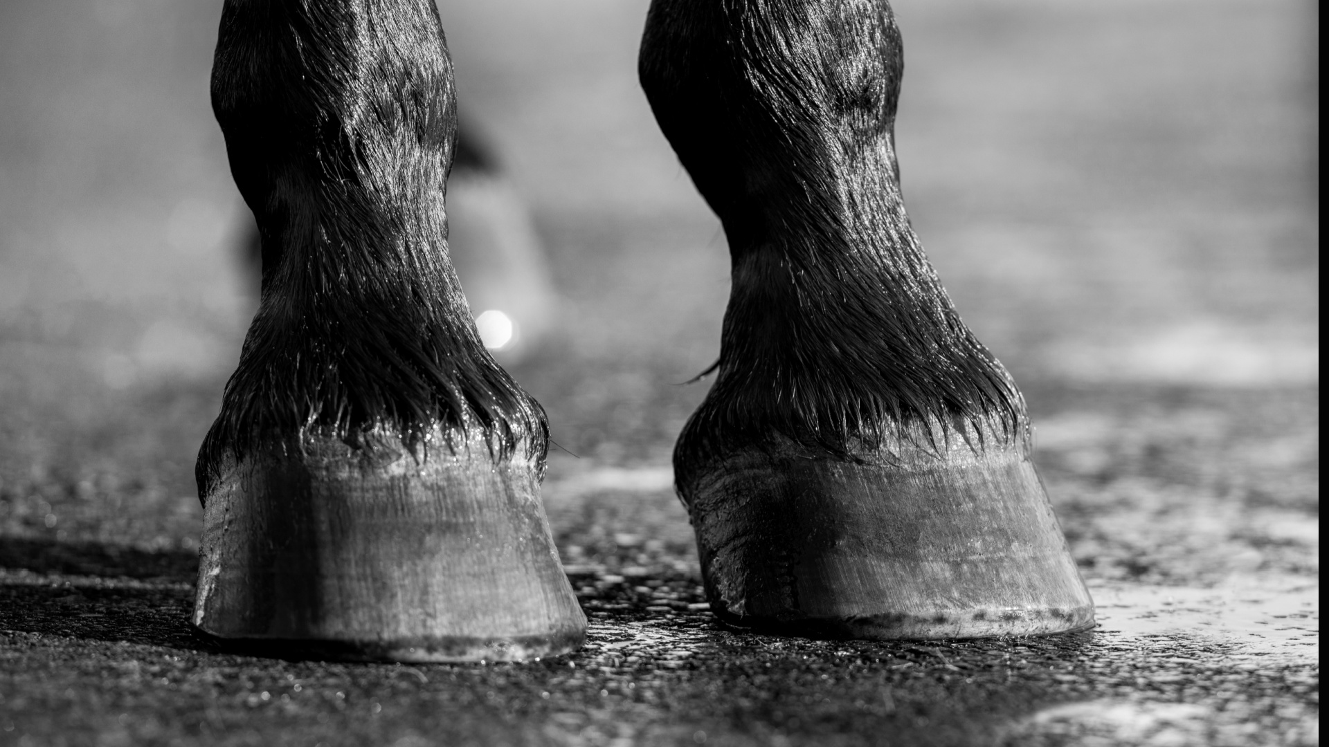 Pferdekörperausbildung