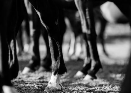 Die Beine des Pferdes