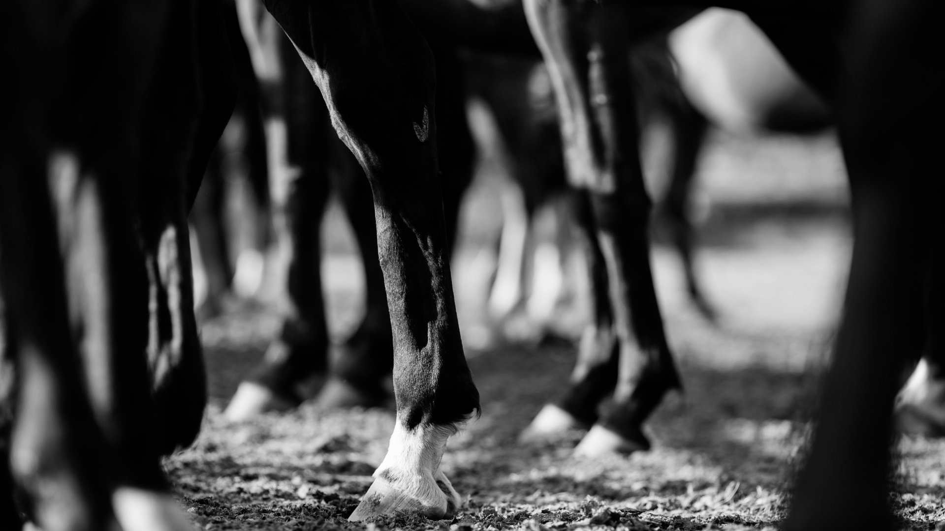 Pferdekörperausbildung