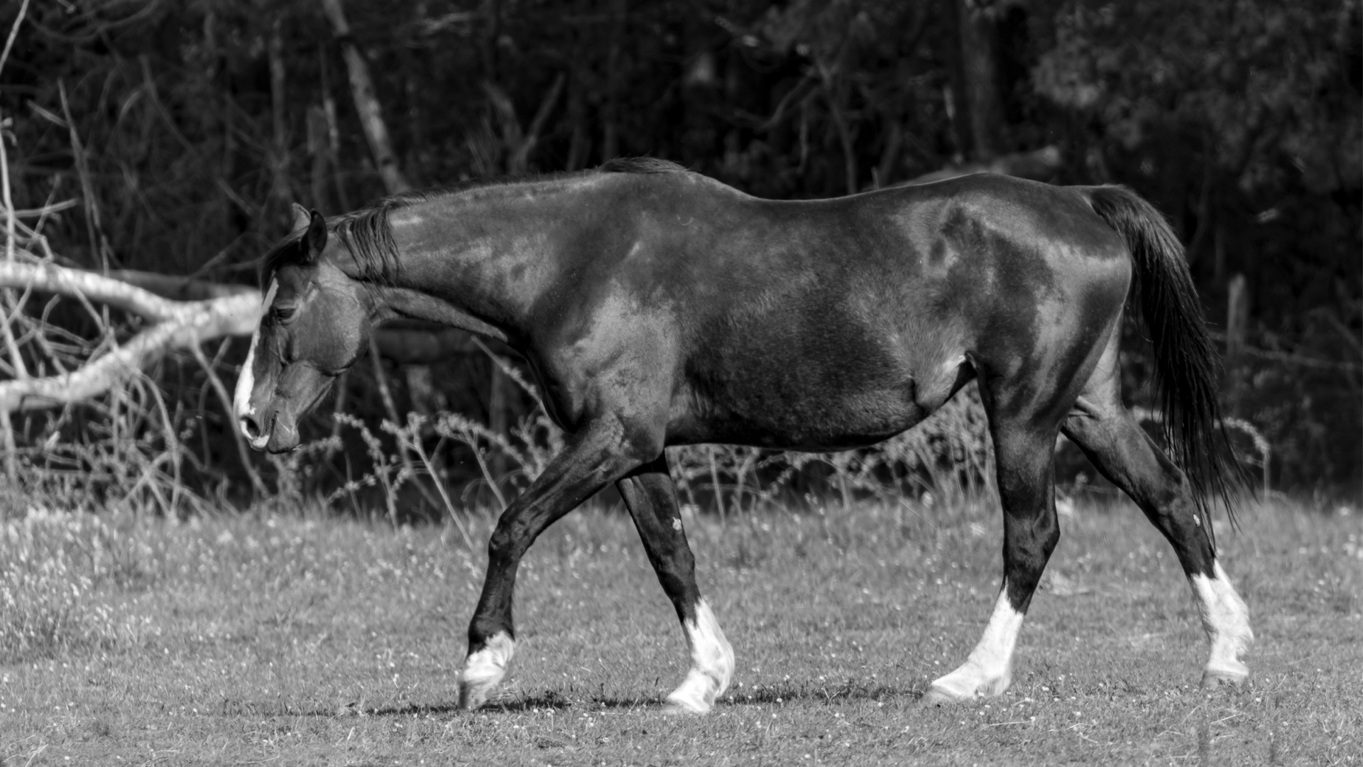 Pferdekörperausbildung