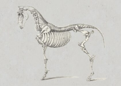 Körperteile und Körpersysteme des Pferdes befreien