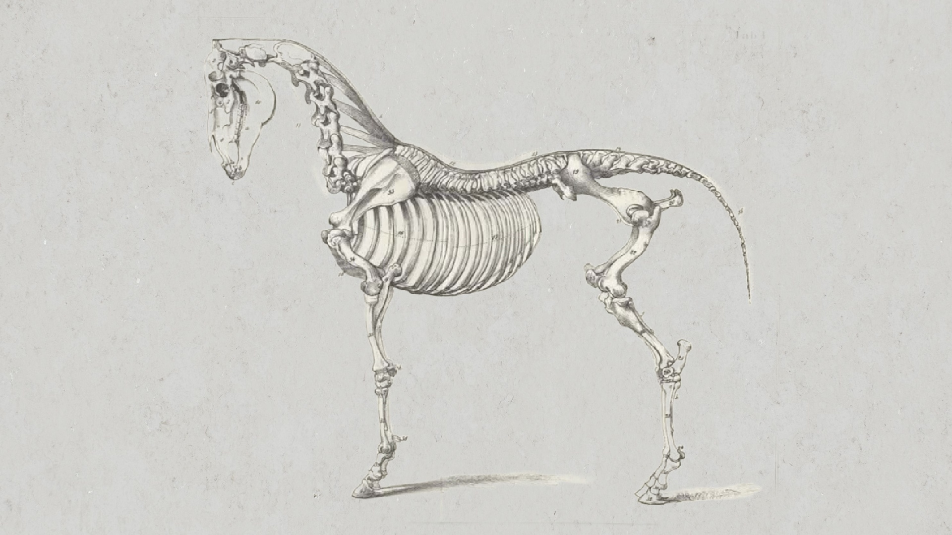 Pferdekörperausbildung