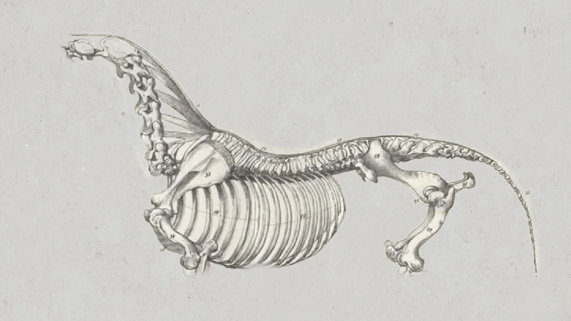 Pferdekörperausbildung