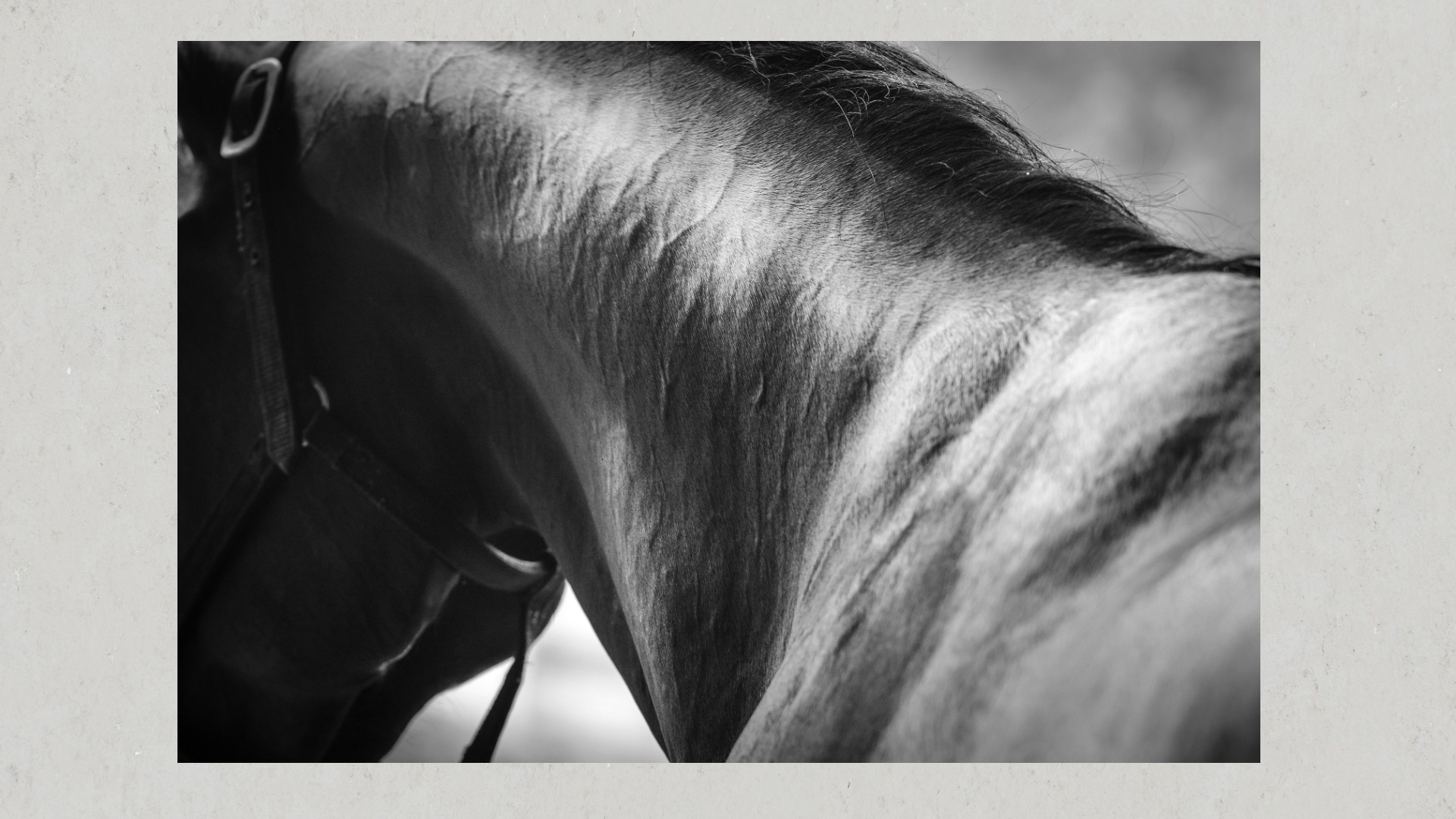 Pferdekörperausbildung