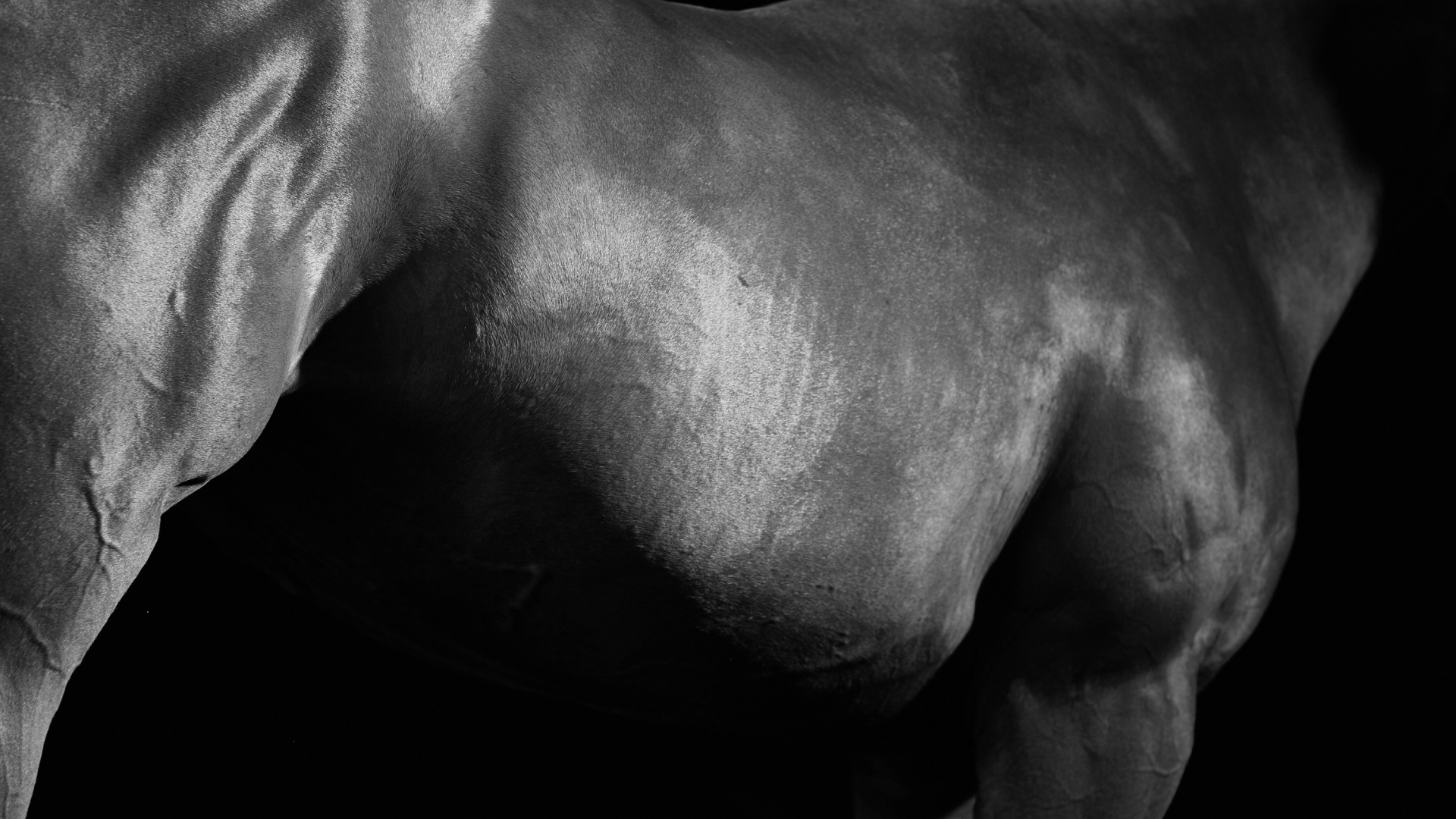 Pferdekörperausbildung