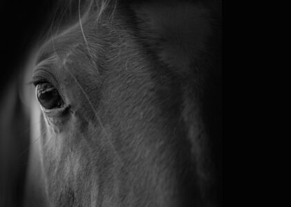 Das Auge des Pferdes