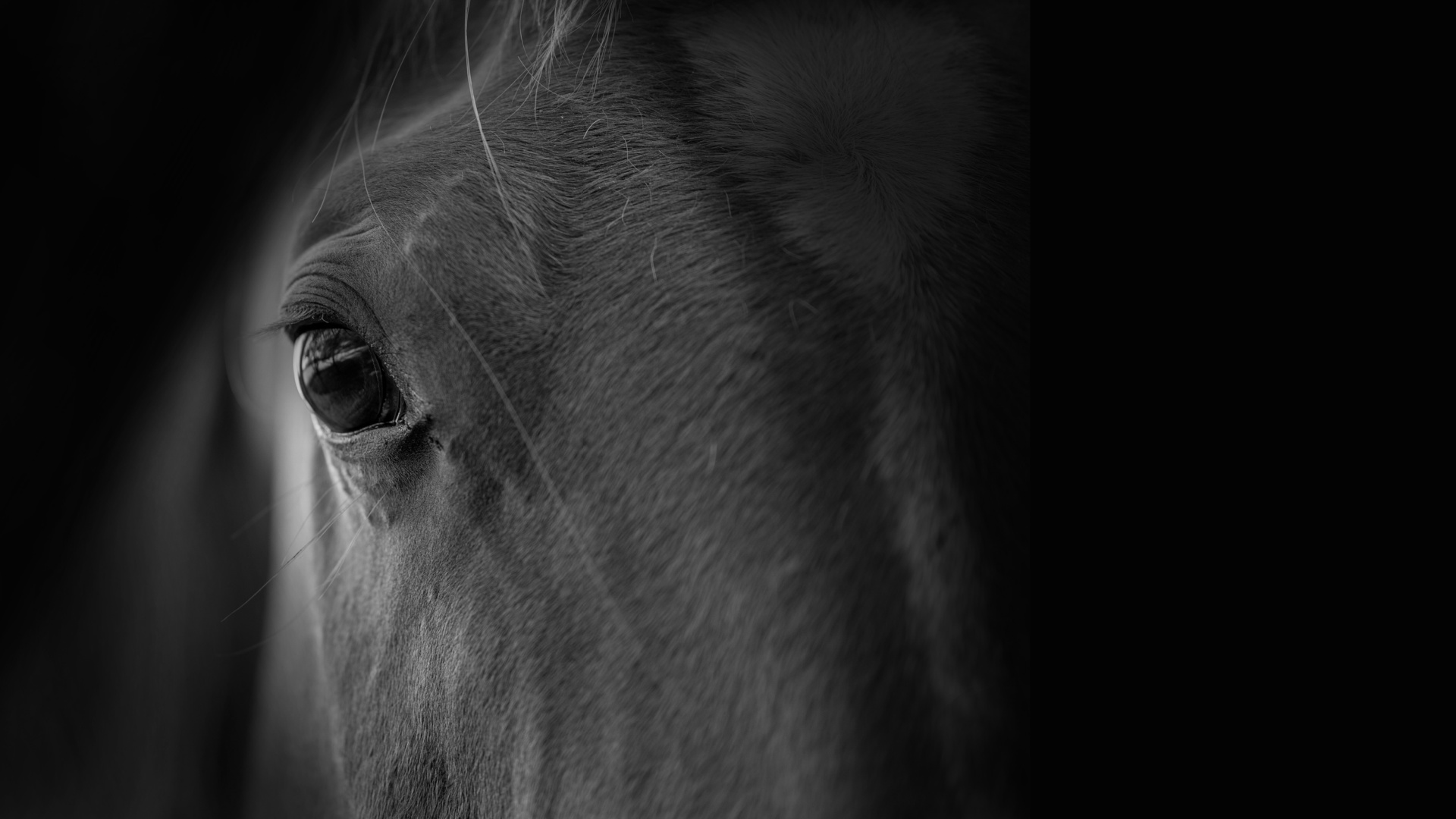 Pferdekörperausbildung