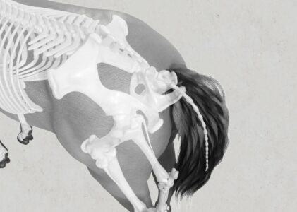 Der alles entscheidender Faktor: die Hinterhand des Pferdes