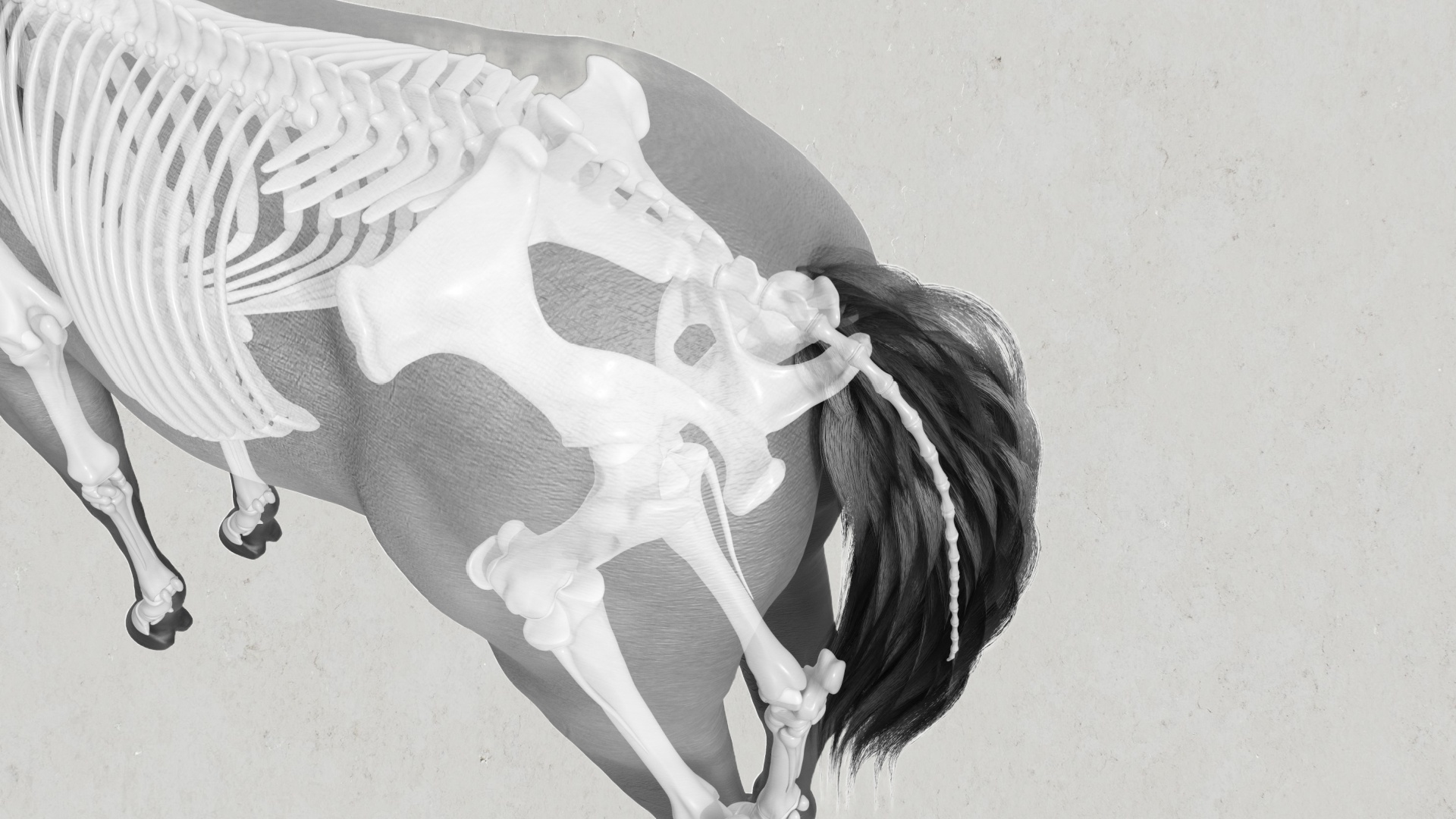 Pferdekörperausbildung