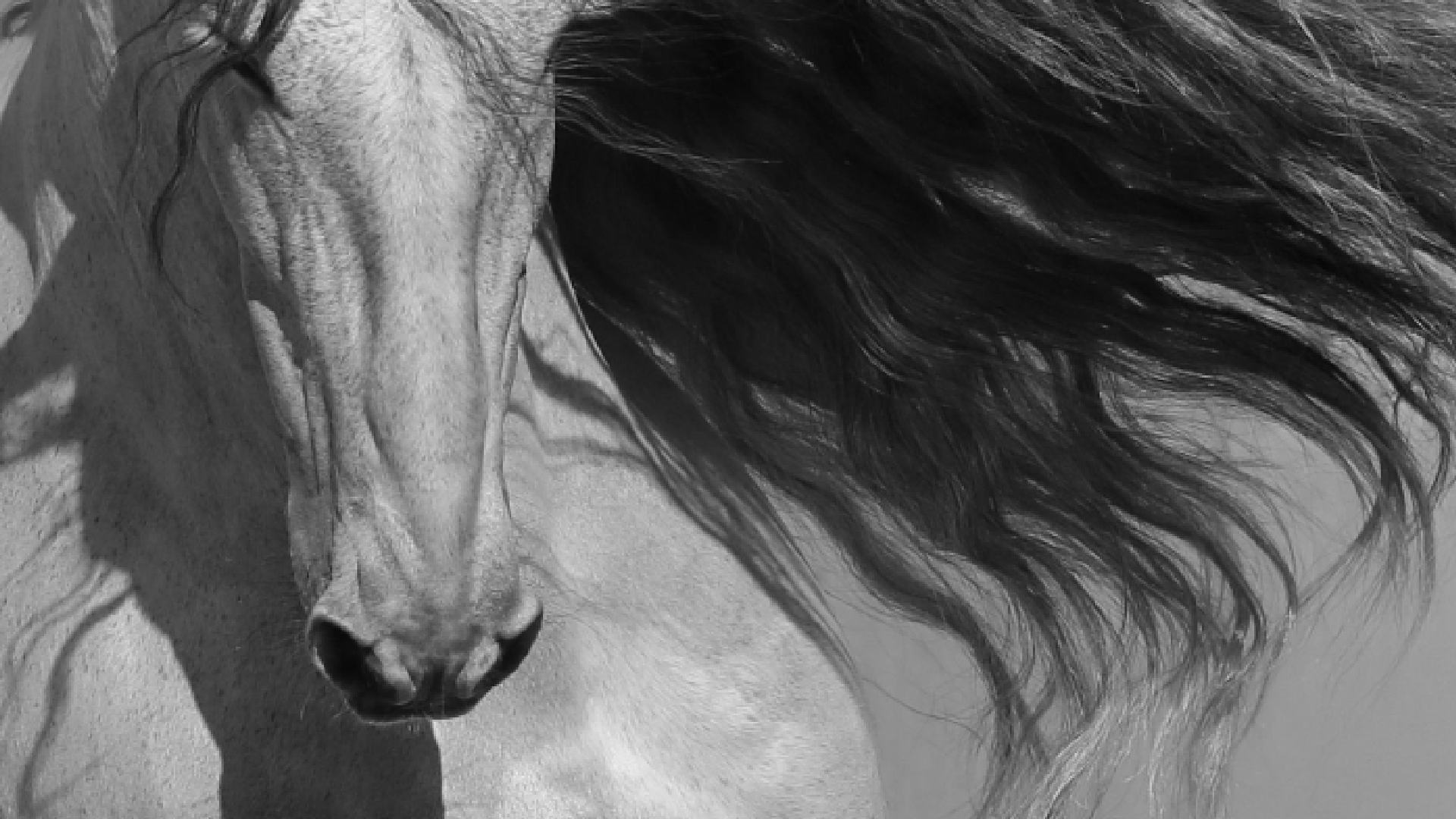 Pferdekörperausbildung