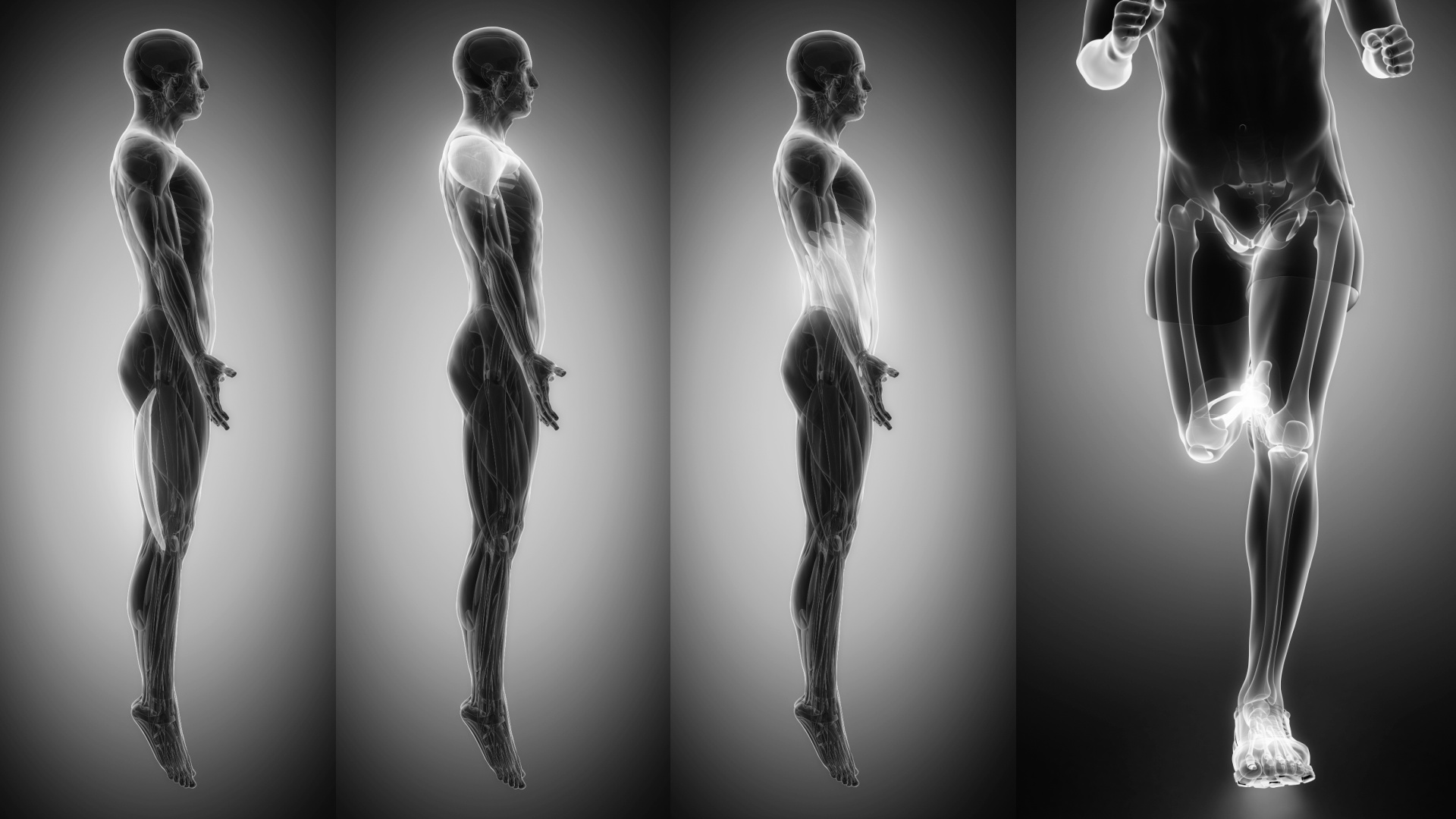 Pferdekörperausbildung