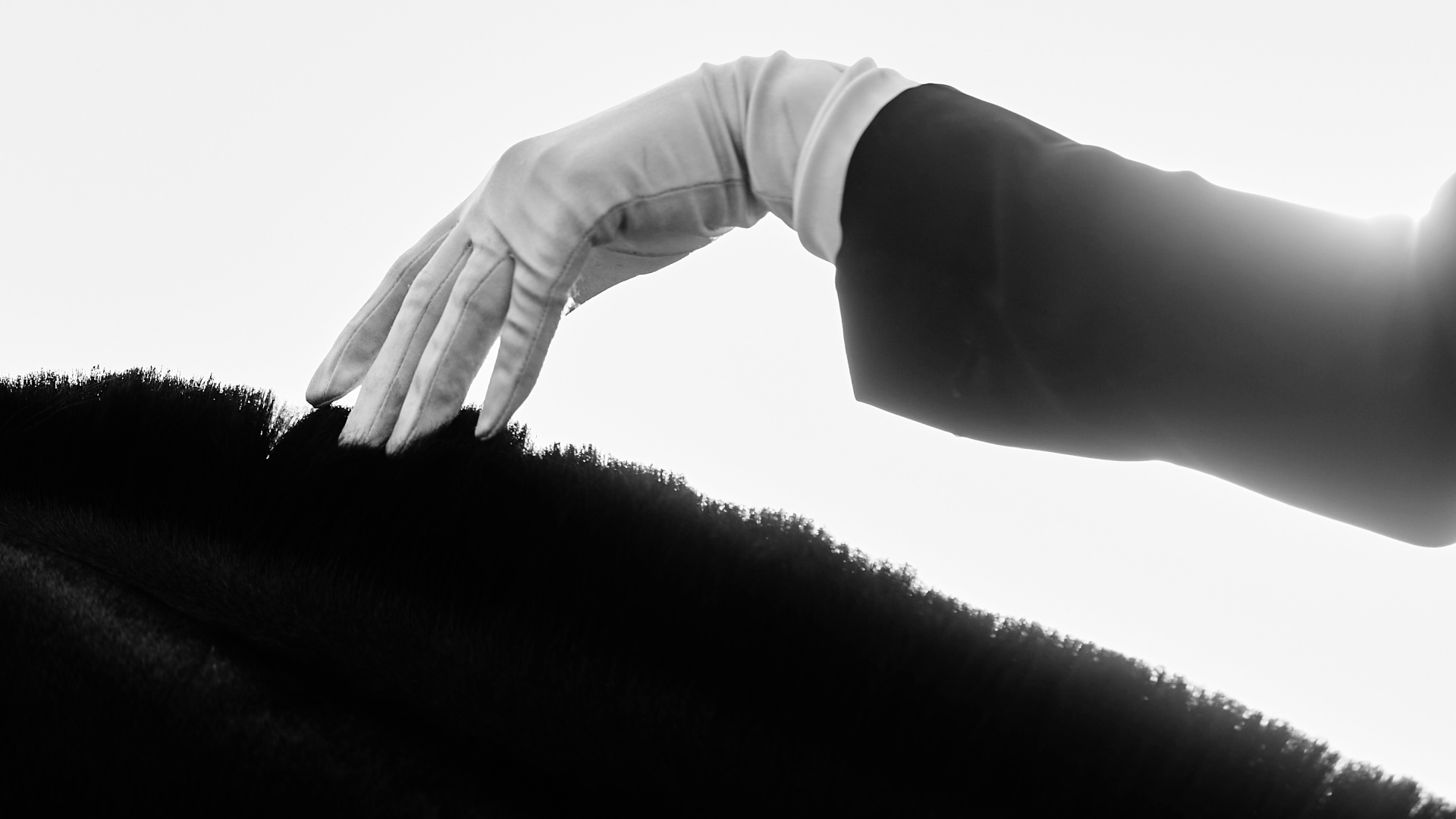 Pferdekörperausbildung