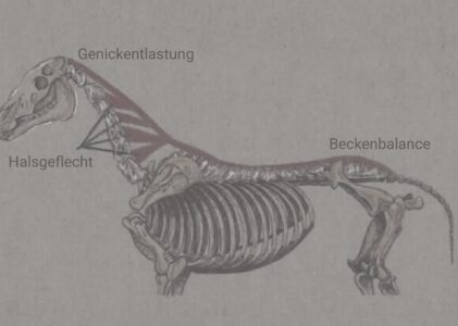 Die erste Phase: Druck, Spannung, Belastung und Stress wird durch Bewegung ersetzt