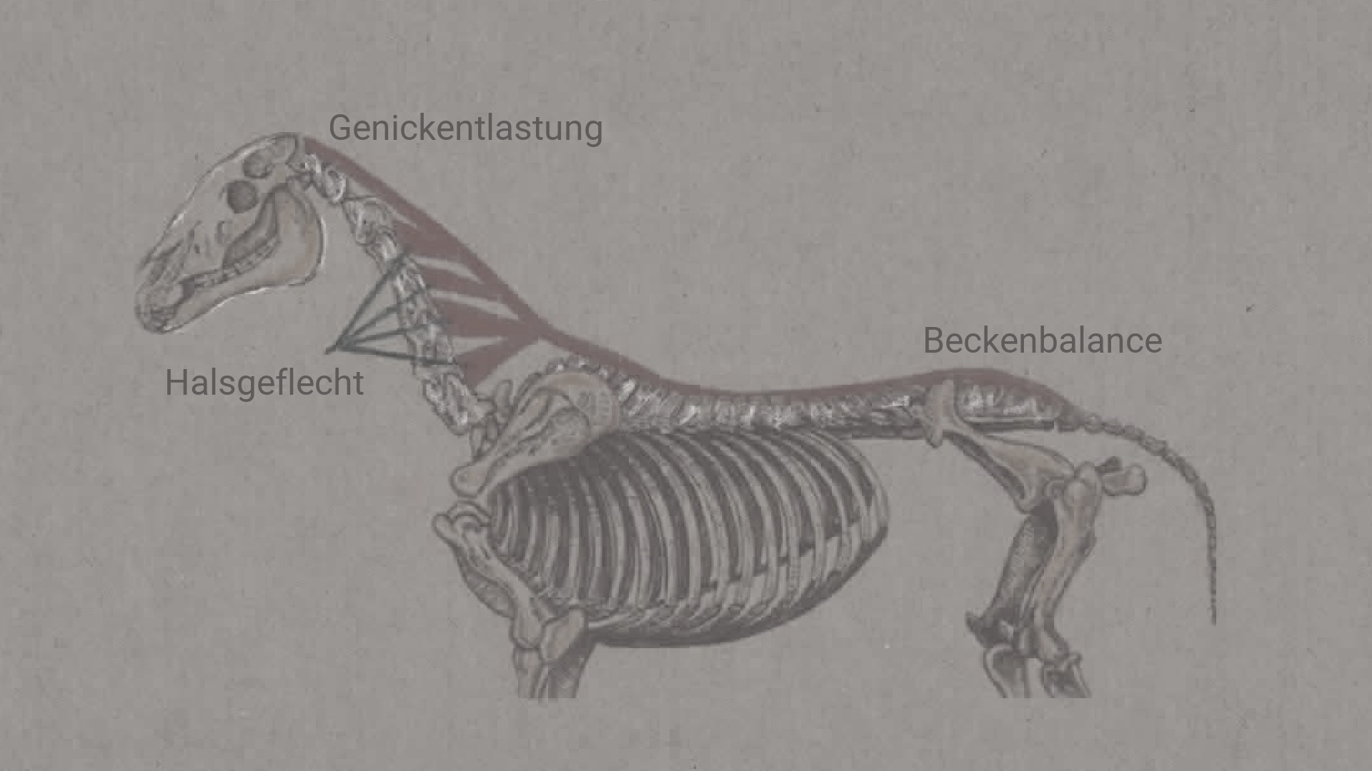Pferdekörperausbildung