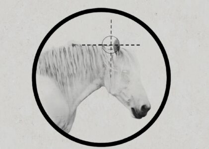 Phase 0 : das Pferd von allen mechanischen Einwirkungen entlasten