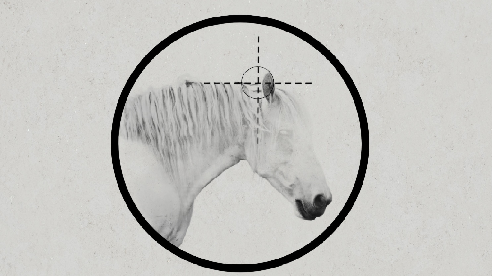 Pferdekörperausbildung