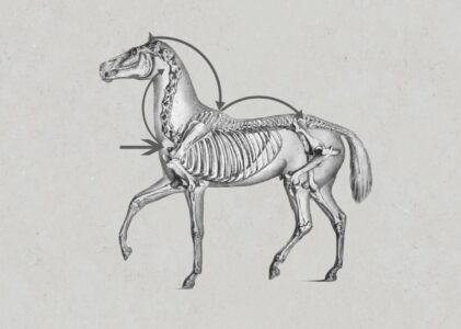Die Biomotorik – Bewegung in der Tiefe